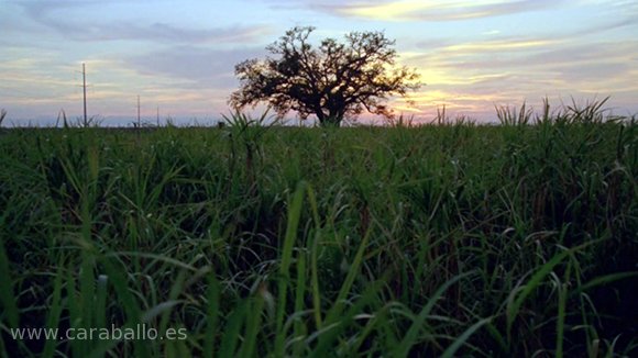 True Detective - Form and Void (Forma y vacío). El árbol en los campos de azúcar.